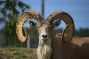 Erkek argali. Vahşi Altai dağ koyunları güçlü spiral boynuzlarıyla.