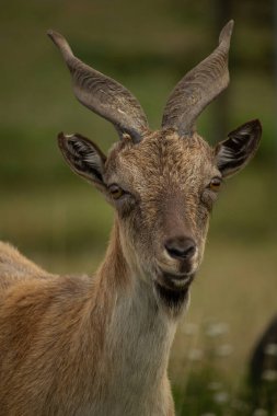 Carpa falconeri heptner. Turkmenian Markhor unique species. Young male goat. Close up portrait clipart