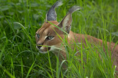 Caracal (Caracal Caracal) Afrikalı Vaşak. Vahşi yaşam hayvanı. 