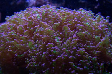 Büyük kıllı mantar yumuşak mercan - (Rhodactis Howesii)