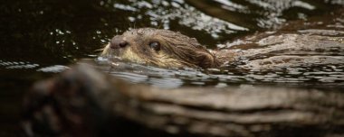 Tatlı suda Yüzme Asya küçük pençeli otter (amblonyx cinereus)