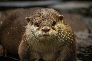 An oriental small-clawed otter  Aonyx cinerea  Asian small-clawed otter clipart