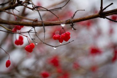 Bahçedeki kırmızı viburnum dalı. Viburnum viburnum opulus böğürtlen ve sonbaharda dışarı çıkar. Bir dal üzerinde kırmızı viburum meyveleri.