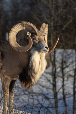 Transcaspian Urials (ovis orientalis arkal) İlk kış