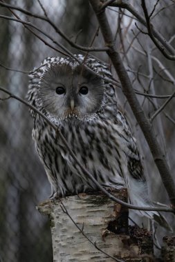 Strix uralensis adında bir Ural Baykuşu portresi. Ural Baykuşlar sessiz ve gizemlidir..