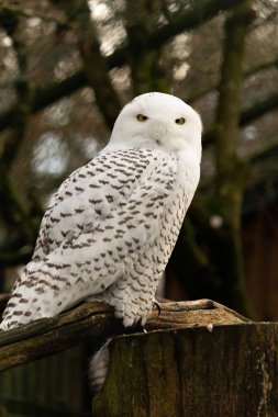 Güzel bir erkek kar baykuşunun portresi (Bubo scandiacus)