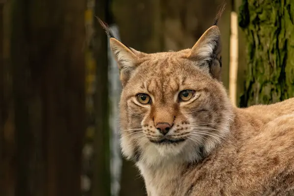Avrasya vaşağı (Lynx vaşak), sonbahar renklerinde Avrupa vaşağı veya Sibirya vaşağı olarak da bilinir.