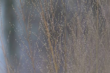 Kış arka planında kuru çimenler gri donmuş gökyüzü ve beyaz bulutlar.