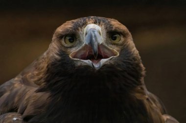 Doğu İmparatorluk Kartalı (Aquila heliaca) ve ağaç. Vahşi yaşam hayvanı..