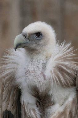 The Himalayan Griffon Vulture (Gyps himalayensis) is an Old World vulture in the family Accipitridae which also includes eagles kites buzzards and hawks. clipart