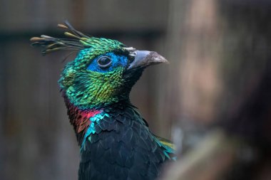 Himalayan monal (Lophophorus impejanus), Impeyan monal da bilinir. Yaban hayatı kuş.