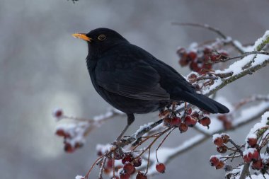 Avrasya Karatavuğu olarak da bilinen bir erkek Karatavuk (Turdus merula). Erkek siyahtır ve hem sarı gagası hem de göz halkası vardır ve ayrıca harika bir şarkıcıdır..