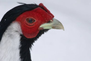 beautiful male Silver Pheasant (Lophura nycthemera) possing the head shot clipart