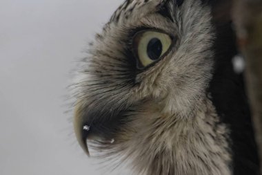 Northern hawk-owl (Surnia ulula). Wildlife bird. macro close up shot clipart