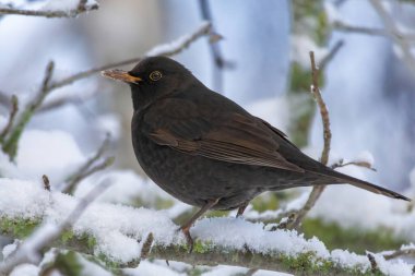 Karatavuk türküsü, kışın karların üzerinde duran genç erkek. Vahşi doğada tatlı siyah ötücü kuş.