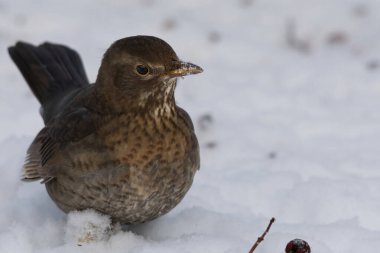 Karda dişi Karatavuk (Turdus merula)