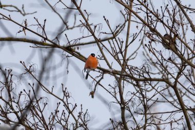 Kızıl kuş Avrasya ispinozu (Pyrrhula pyrhula) guelder gülünün (Viburnum opulus) bir dalında oturur ve kışın kırmızı meyve yer.