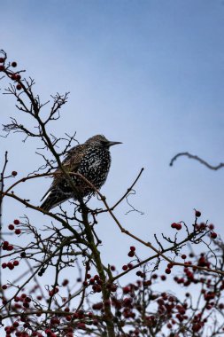 starling bird (sturnus vulgaris) on branch tree clipart