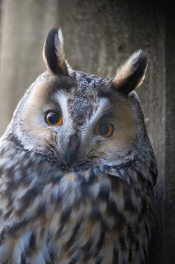 long-eared owl (Asio otus) in the tree clipart