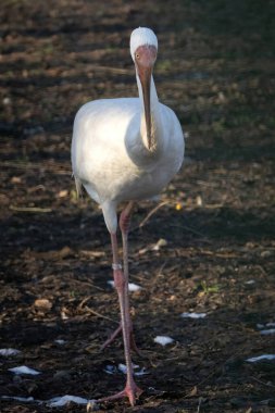 Siberian crane (Grus leucogeranus), also known as the snow crane. Wildlife animal. clipart