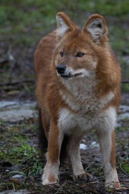 Ussuri dhole (Cuon alpinus alpinus) Indian wild dog. clipart