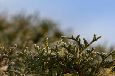 Foliage of Thuja occidentalis covered with hoarfrost in mid January clipart