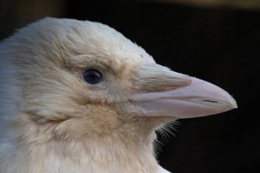 Gri karga albino kafa portresini kapat
