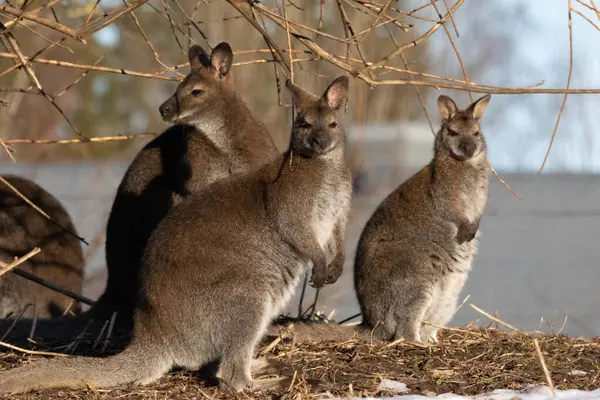 Kızıl enseli kanguru (Macropus rufogriseus), Bennett'ın kanguru da bilinen.