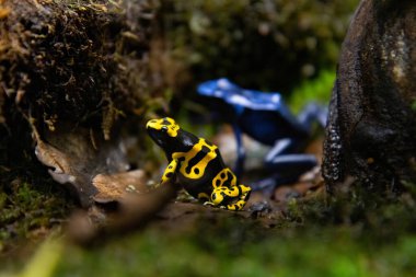 YELLOW-BANED POISSON FROG lökositleri dendroplar, ADULT YELLOW-BANED Poisson FROG lökositler, ADULT