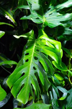 Taze yeşil arka plan Canavar Deliciosa yaprakları 