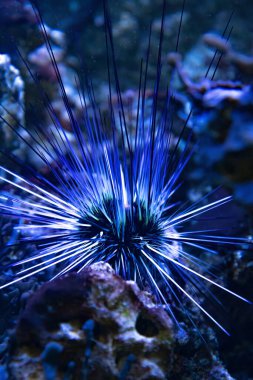 Uzun dikenleri deniz mercan arasında gizleme kestanesi (Diadema setosum)