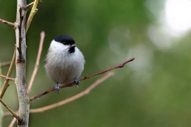Cute bird The willow tit, song bird sitting on a branch without leaves in the winter. Willow tit perching on tree in winter. The willow tit, lat. Poecile montanus.