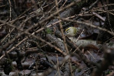 Golden-crowned Kinglet in natural habitat (regulus regulus) clipart