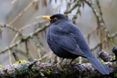 Avrasya Karatavuğu olarak da bilinen bir erkek Karatavuk (Turdus merula). Erkek siyahtır ve hem sarı gagası hem de göz halkası vardır ve ayrıca harika bir şarkıcıdır..