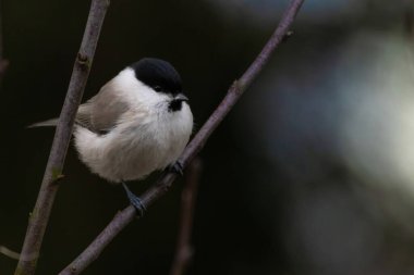 Cute bird The willow tit, song bird sitting on a branch without leaves in the winter. Willow tit perching on tree in winter. The willow tit, lat. Poecile montanus.