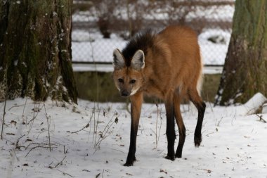 Maned wolf (Chrysocyon brachyurus). Wild life animal. clipart