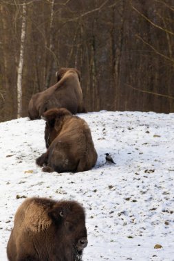 Genç Amerikan bizonları kış tarlasında dinleniyor.