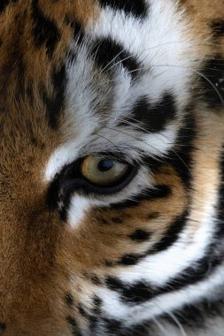Amur kaplanı closeup yüzü. Kaplan. Sibirya kaplanı, Amur kaplanı.