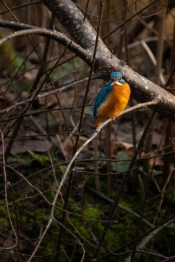Şubede ortak bir Kingfisher var. Yiyecek arıyorlar. 