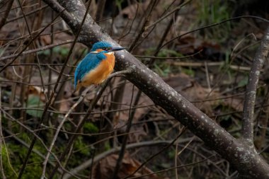Şubede ortak bir Kingfisher var. Yiyecek arıyorlar. 