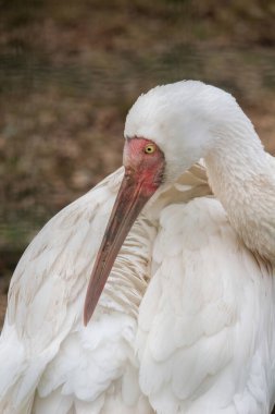 Sibirya turnası (Grus leucogeranus) dünyanın tehlike altındaki kuşunu eleştiriyor