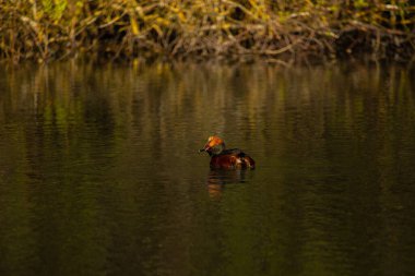 Baharın başlarında gölette yüzen boynuzlu yunus (Podiceps auritus)