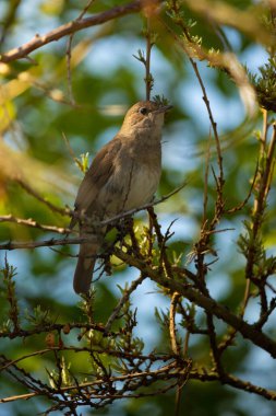 Erkek ortak bülbülü (Luscinia megarhynchos) bir dala oturur ve şarkı söyler. Çiçek açan dalların üzerinde oturan şarkı söyleyen kuş, güçlü bir ses, gece yarısı şarkıcısı