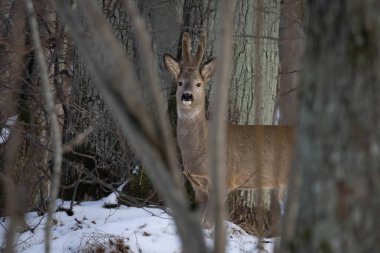 Roe Deers (Capreolus capreolus) between trees in the forest.	