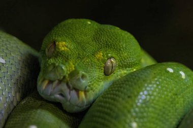 Bolivya yağmur ormanlarında yeşil ağaç yılanı zümrüt boa Amazon yağmur ormanlarının yılanı