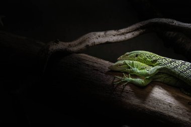 Zümrüt ağaç monitörü (Varanus prasinus) başı. Varanidae familyasındaki ağaç gözlemcisi kertenkele.