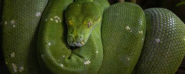 Bolivya yağmur ormanlarında yeşil ağaç yılanı zümrüt boa Amazon yağmur ormanlarının yılanı