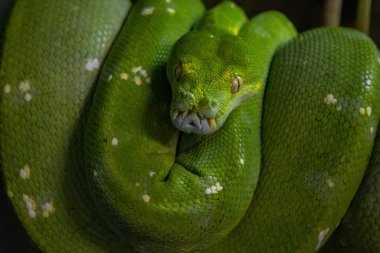 Bolivya yağmur ormanlarında yeşil ağaç yılanı zümrüt boa Amazon yağmur ormanlarının yılanı