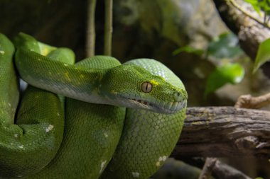 Bolivya yağmur ormanlarında yeşil ağaç yılanı zümrüt boa Amazon yağmur ormanlarının yılanı