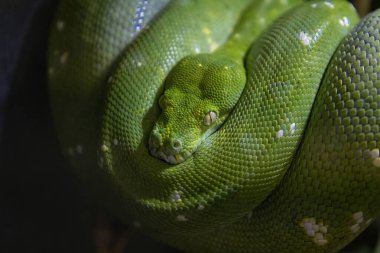 Emerald boa constrictor also known as the green tree boa.	